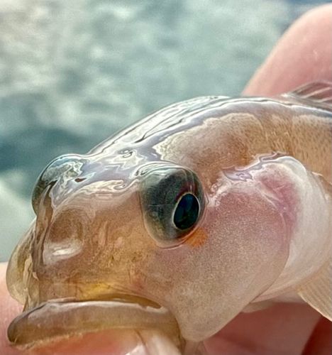 リュウグウハゼの釣果