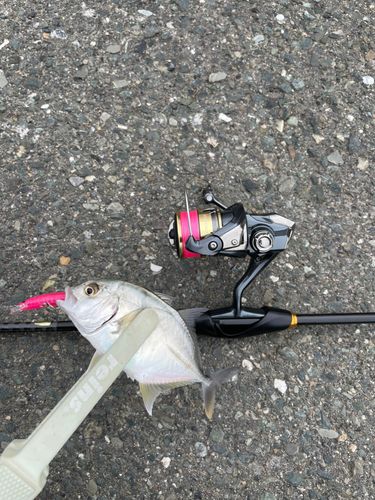 メッキの釣果