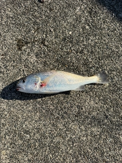 イシモチの釣果