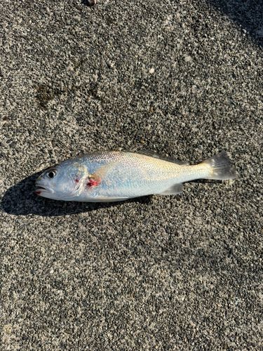 イシモチの釣果