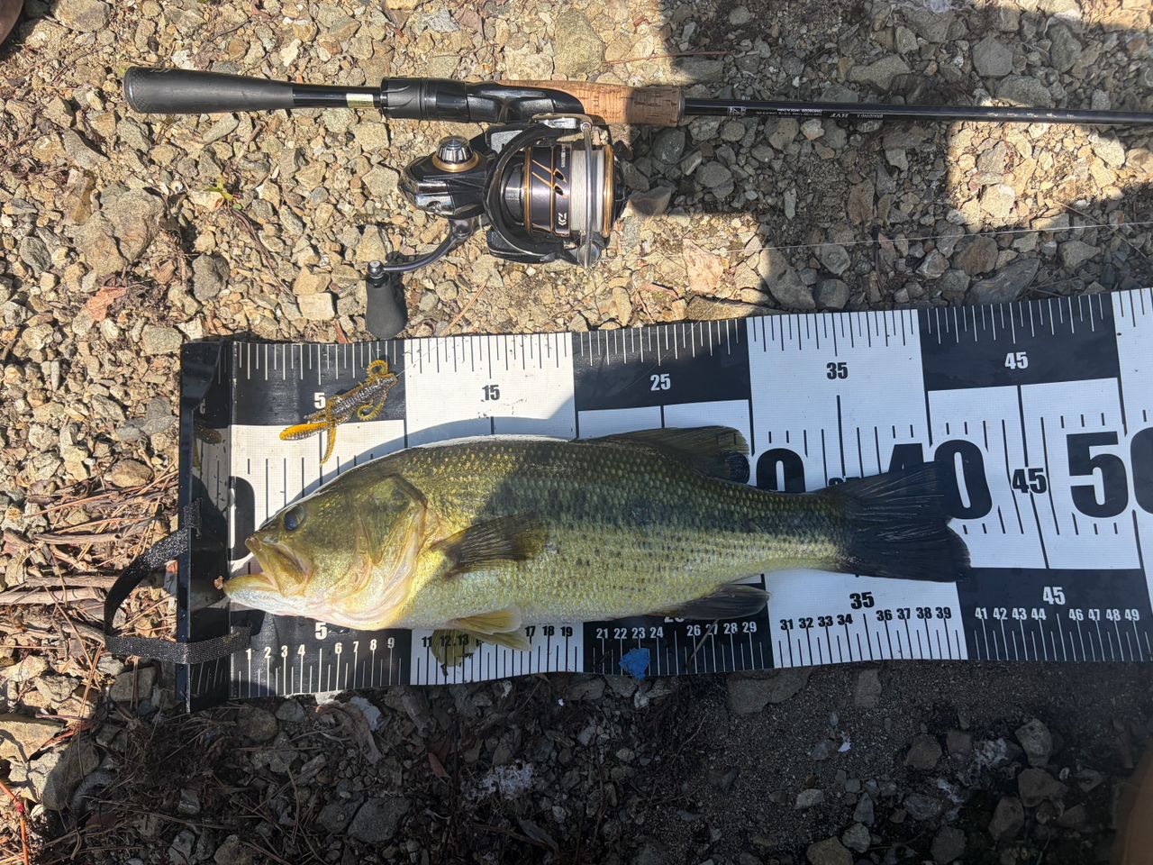DAIWA 21ブレイゾン S64L-2・STの最安値・インプレ・釣果 | 本音の