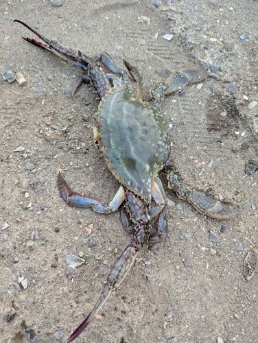 ワタリガニの釣果