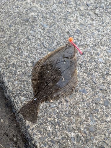 カレイの釣果