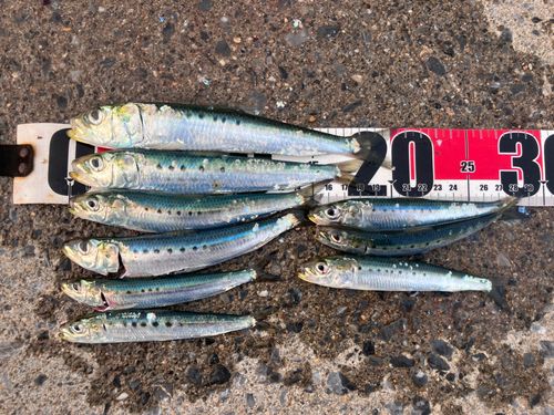 イワシの釣果