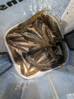 ハゼの釣果