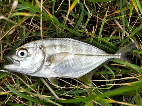 メッキの釣果