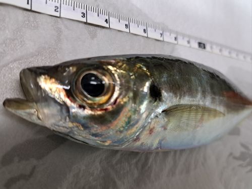 マアジの釣果