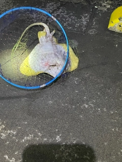 エイの釣果