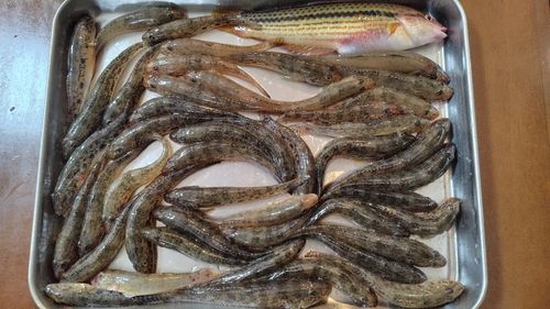 ハゼの釣果