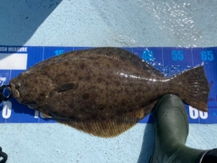 ヒラメの釣果