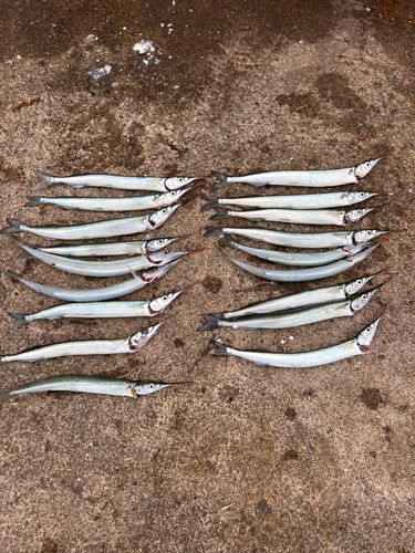 サヨリの釣果
