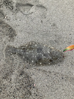 ヒラメの釣果