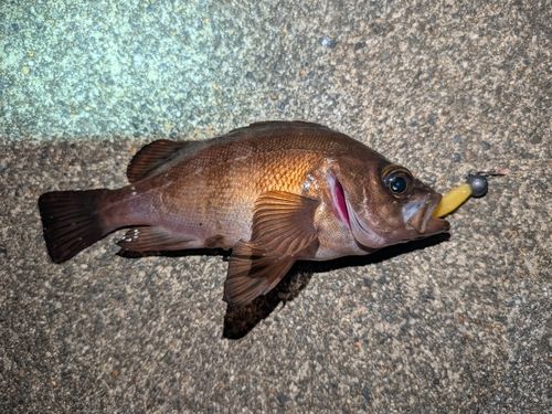 メバルの釣果