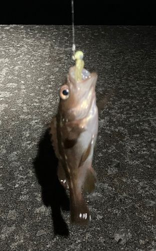 ガヤの釣果