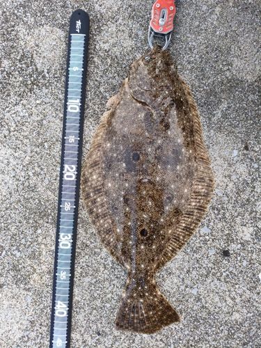 ソゲの釣果