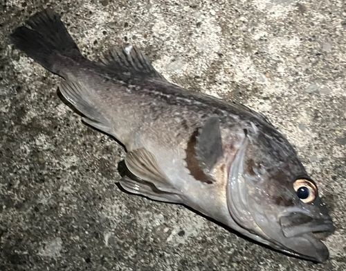 ソイの釣果