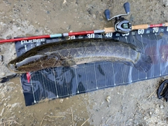 ライギョの釣果