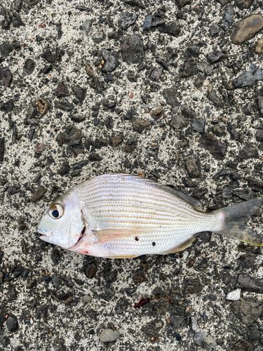 チャリコの釣果