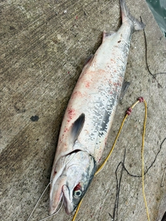 アキアジの釣果
