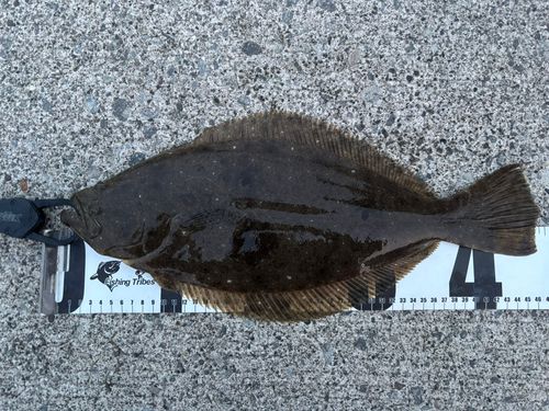 ヒラメの釣果