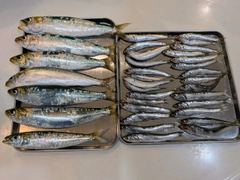 マイワシの釣果