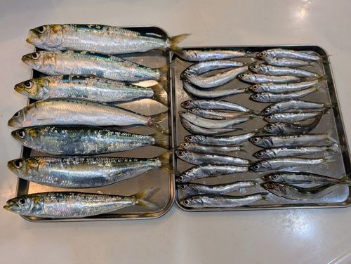 マイワシの釣果