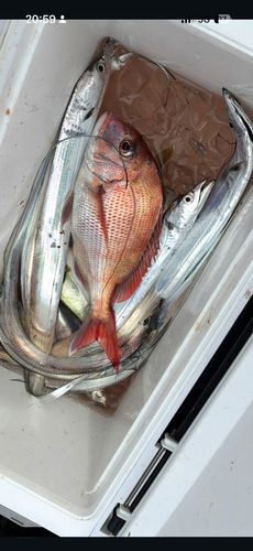 マダイの釣果