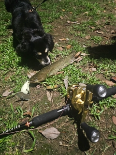ナマズの釣果