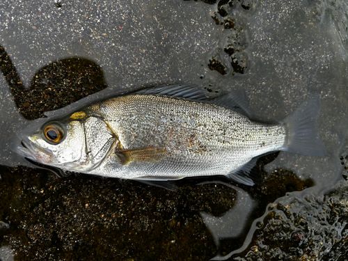 セイゴ（ヒラスズキ）の釣果