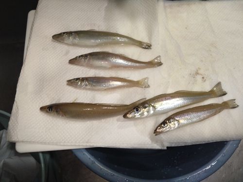 キスの釣果
