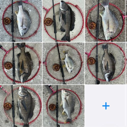 チヌの釣果
