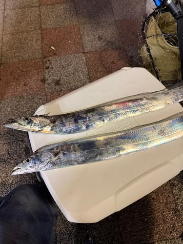 タチウオの釣果