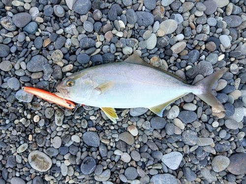 シオの釣果