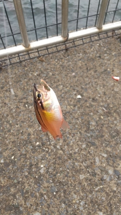 ネンブツダイの釣果