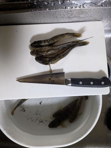 マハゼの釣果