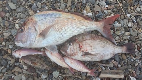 マダイの釣果