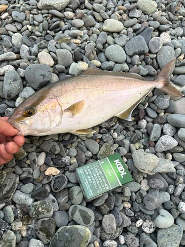 ショゴの釣果