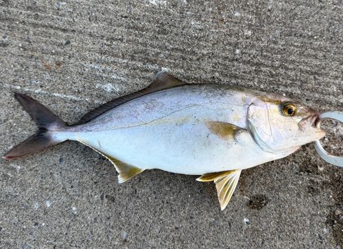 ショゴの釣果