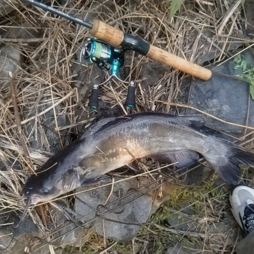 チャネルキャットフィッシュの釣果