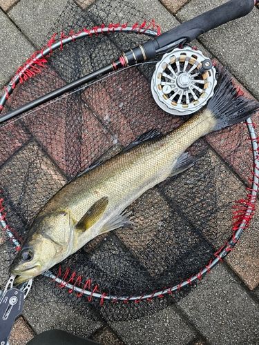 フッコ（マルスズキ）の釣果