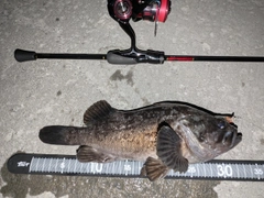 クロソイの釣果