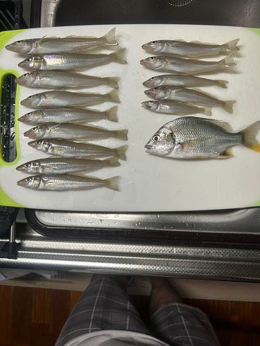 シロギスの釣果