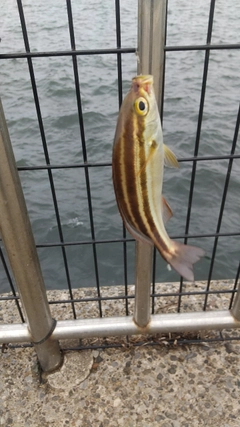 イサキの釣果