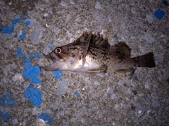 ソイの釣果