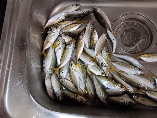 マアジの釣果