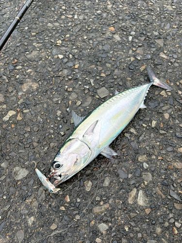 マルソウダの釣果