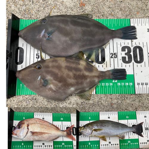 ウマヅラハギの釣果