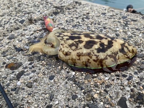 コウイカの釣果
