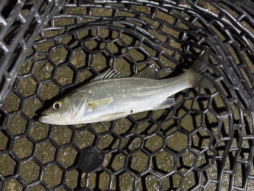 セイゴ（マルスズキ）の釣果