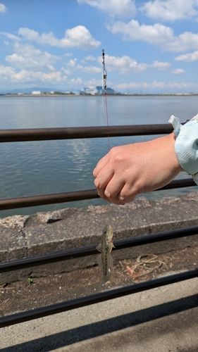マハゼの釣果